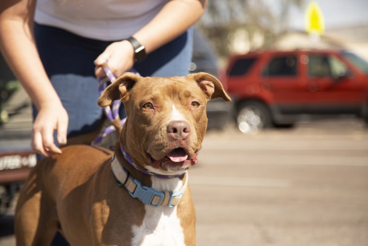 Lola the pit bull mix