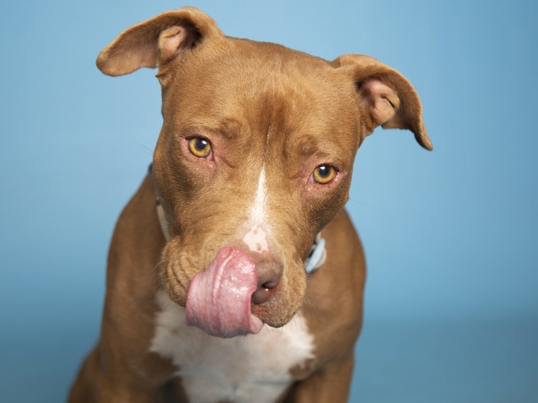 Lola licks at her nose.