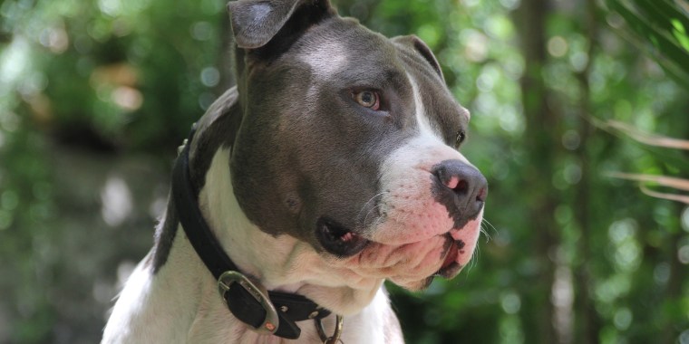 Close-Up Of American Pit Bull Terrier Against Trees