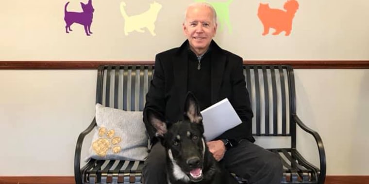 Major, the soon-to-be first pet is being honored with a virtual "indoguration" celebration on Jan. 17, courtesy of the Delaware Humane Association.