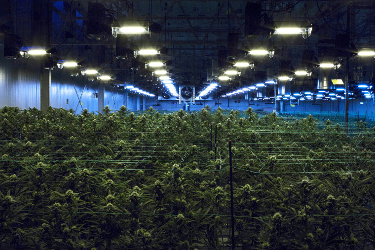 Image: Marijuana grows at the Harmony Dispensary in Secaucus, N.J., July 11, 2018. (Bryan Anselm/The New York Times)