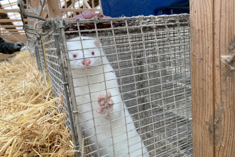 Image: A mink is seen at Hans Henrik Jeppesen's farm near Soroe, after government's decision to cull his entire herd due to coronavirus disease (COVID-19), Denmark