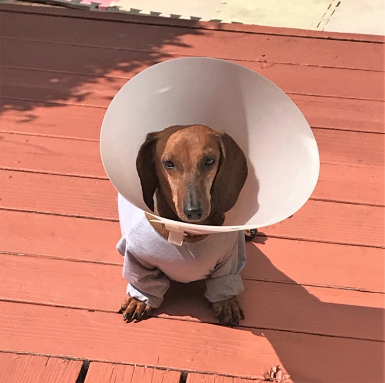 A Dachshund named Boo Boo wears a cone after surgery.