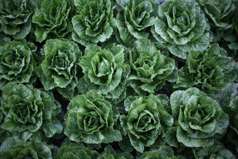 Image: Romaine lettuces grow in a field