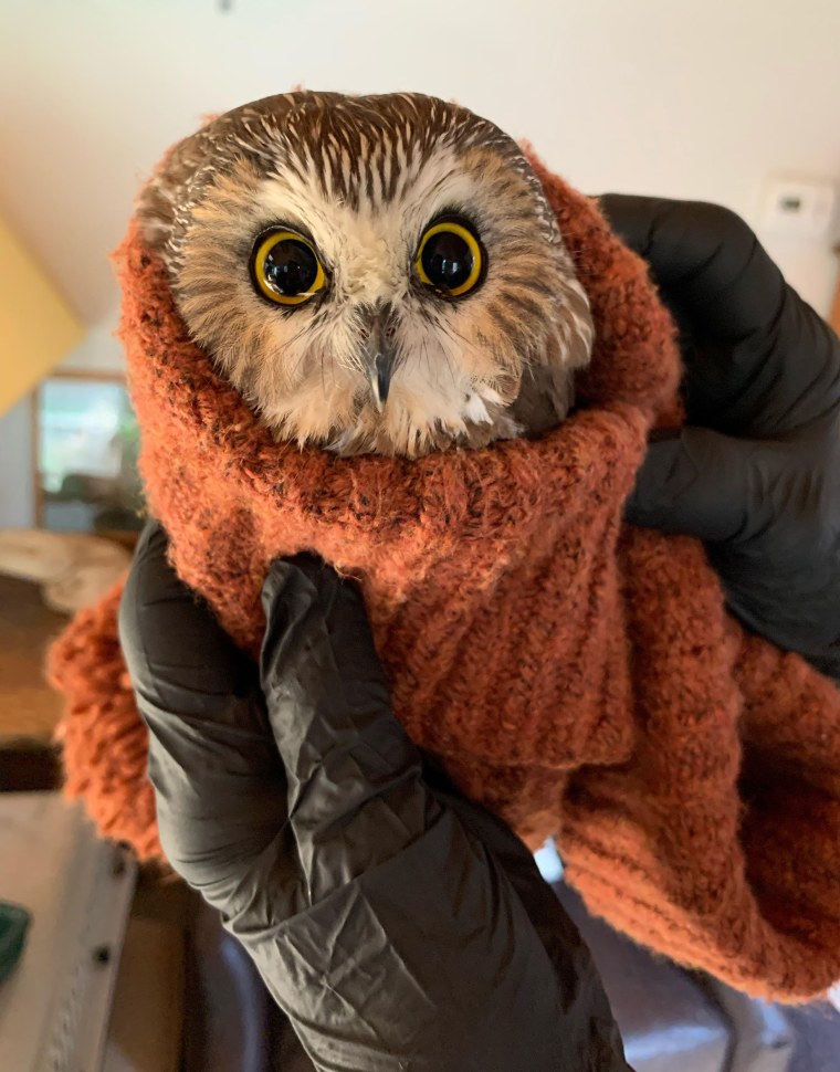 170 miles from his home in upstate New York, the owl was rescued from the tree and is recovering at a wildlife rehabilitation facility.