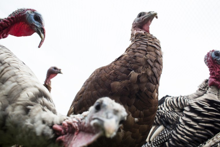 Operations At The Windy N Ranch Turkey Farm Ahead Of Thanksgiving Holiday