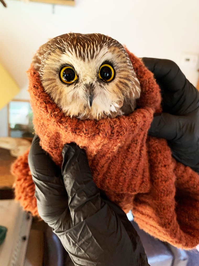A Ravensbeard Wildlife Center worker swaddles a saw-whet owl, the smallest owl in the northeast, that was rescued from the tree that would become the Rockefeller Center Christmas Tree.