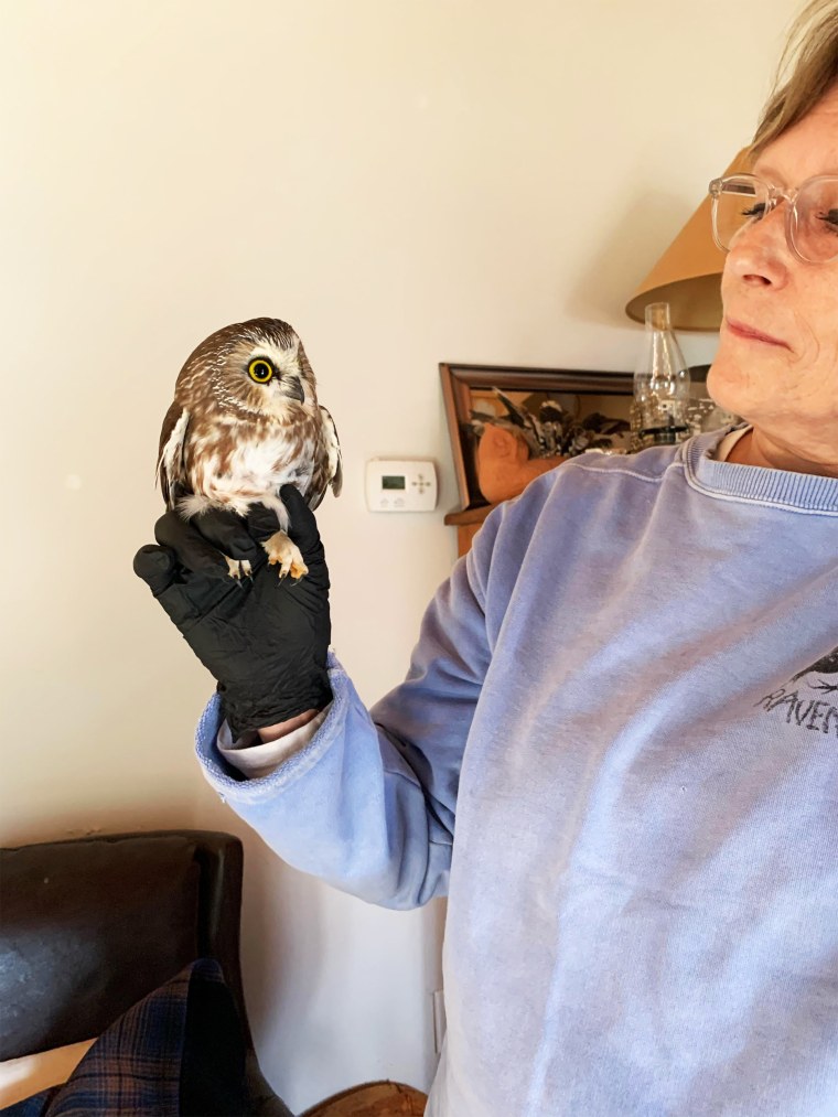 Ravensbeard Wildlife Center director Ellen Kalish holds a saw-whet owl that was rescued from the tree that would become the Rockefeller Center Christmas Tree.