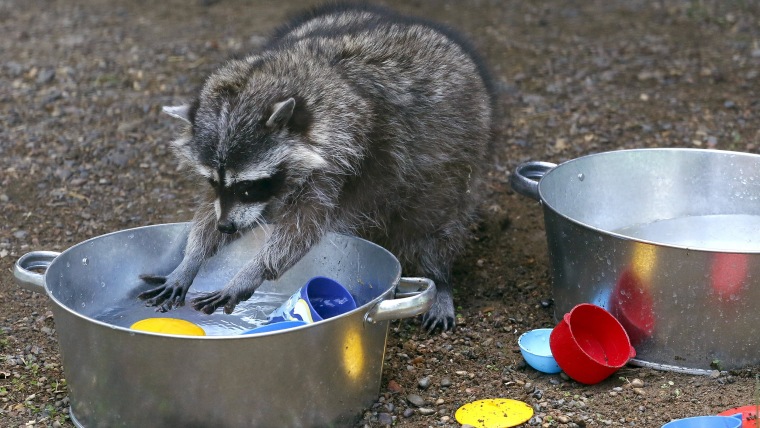 Image: Masha, a female raccoon, plays with plastic dishes in a pot filled with water, placed by zoo employees, inside an enclosure at the Royev Ruchey zoo in Krasnoyarsk