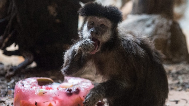 Monkeys that cut calories live longer