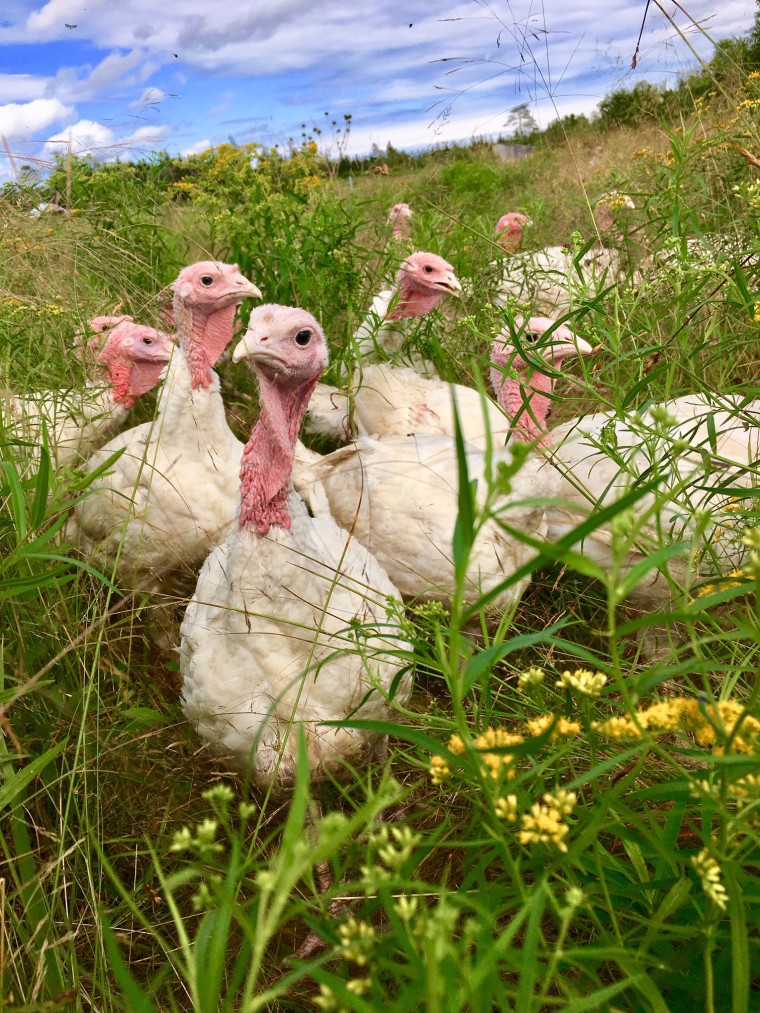 IMAGES: Turkeys in a field