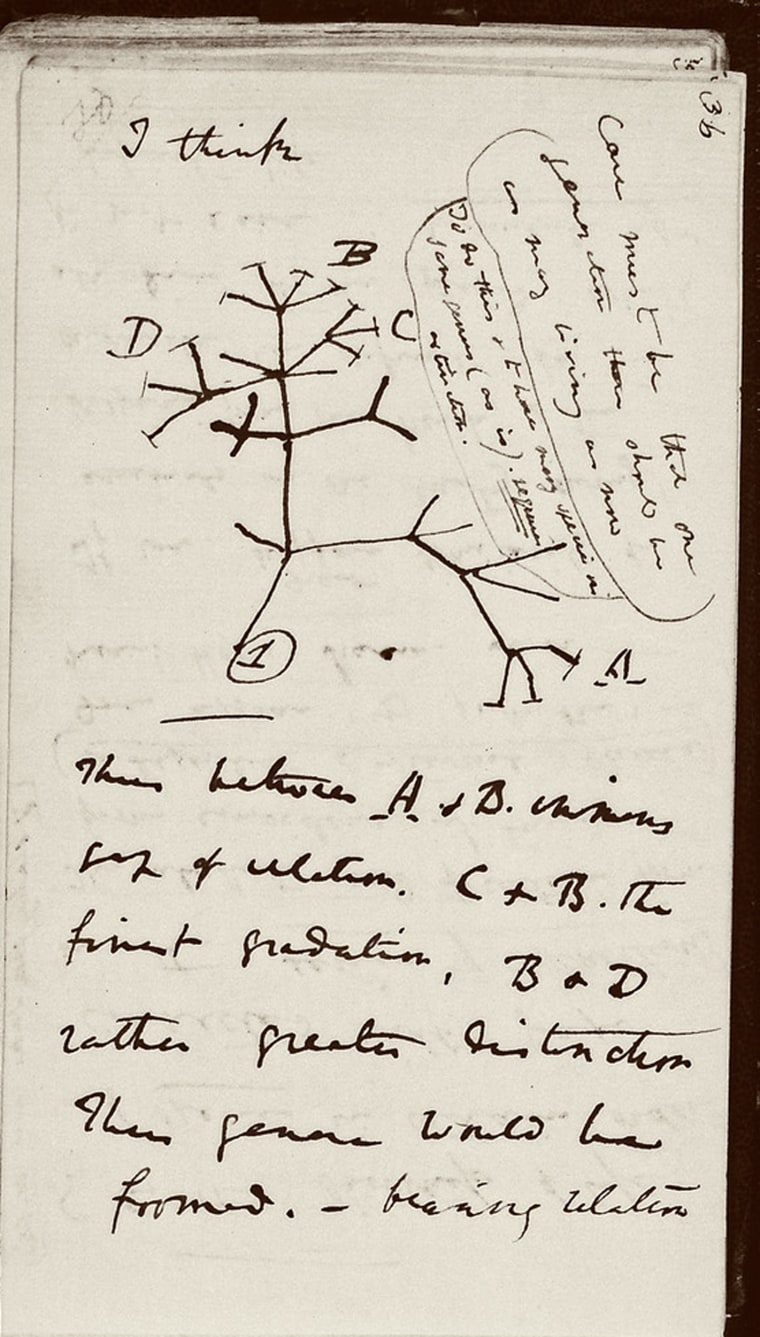 Image: Tree of Life' sketch Darwin