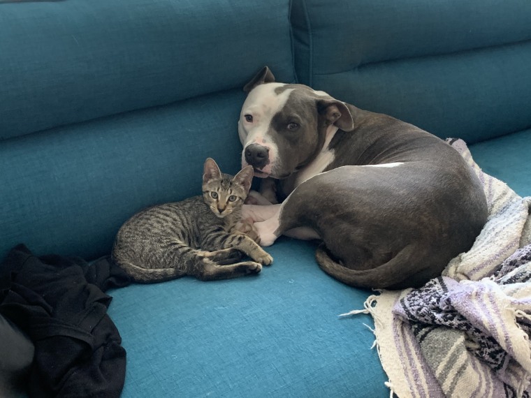 Dude and Ace look up from a nap together.