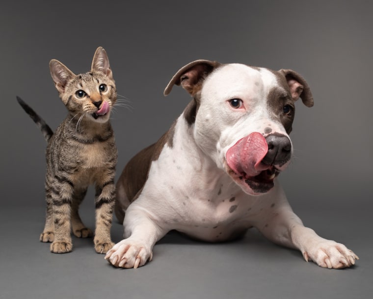 Ace and Dude stick out their tongues simultaneously.