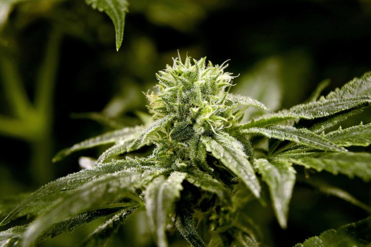 A bud on a marijuana plant at Compassionate Care Foundation's medical marijuana dispensary in Egg Harbor Township, N.J., in 2019.