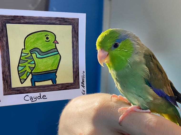 A bird poses with a portrait.