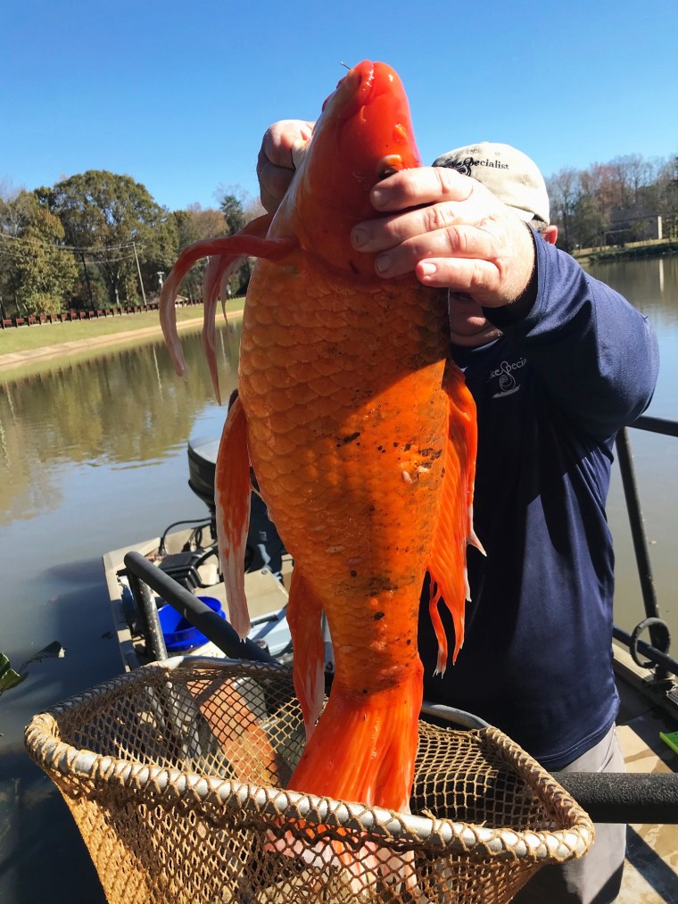 A 9-pound goldfish in South Carolina.