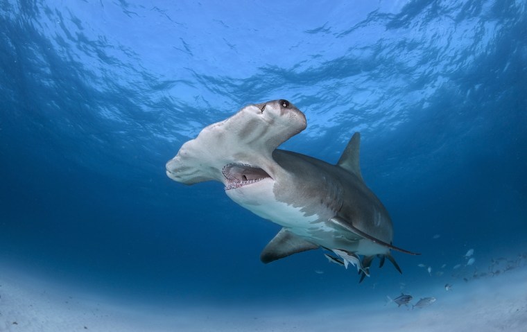 Image: Hammerhead shark