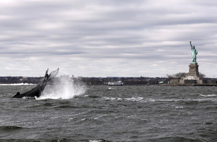 Image: Humpback whale in New York Harbor ready for closeup at Statue of Liberty