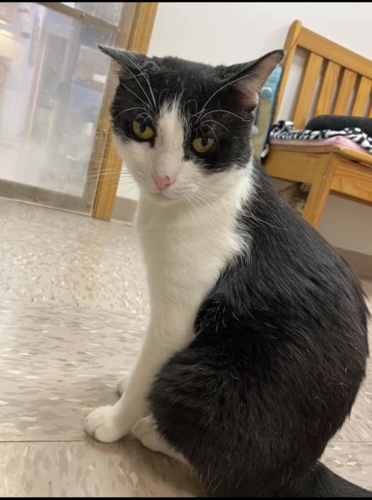 Frank the shelter cat