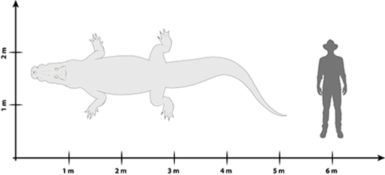 University of Queensland researchers say the 'swamp king' would have grown to at least five metres in length.