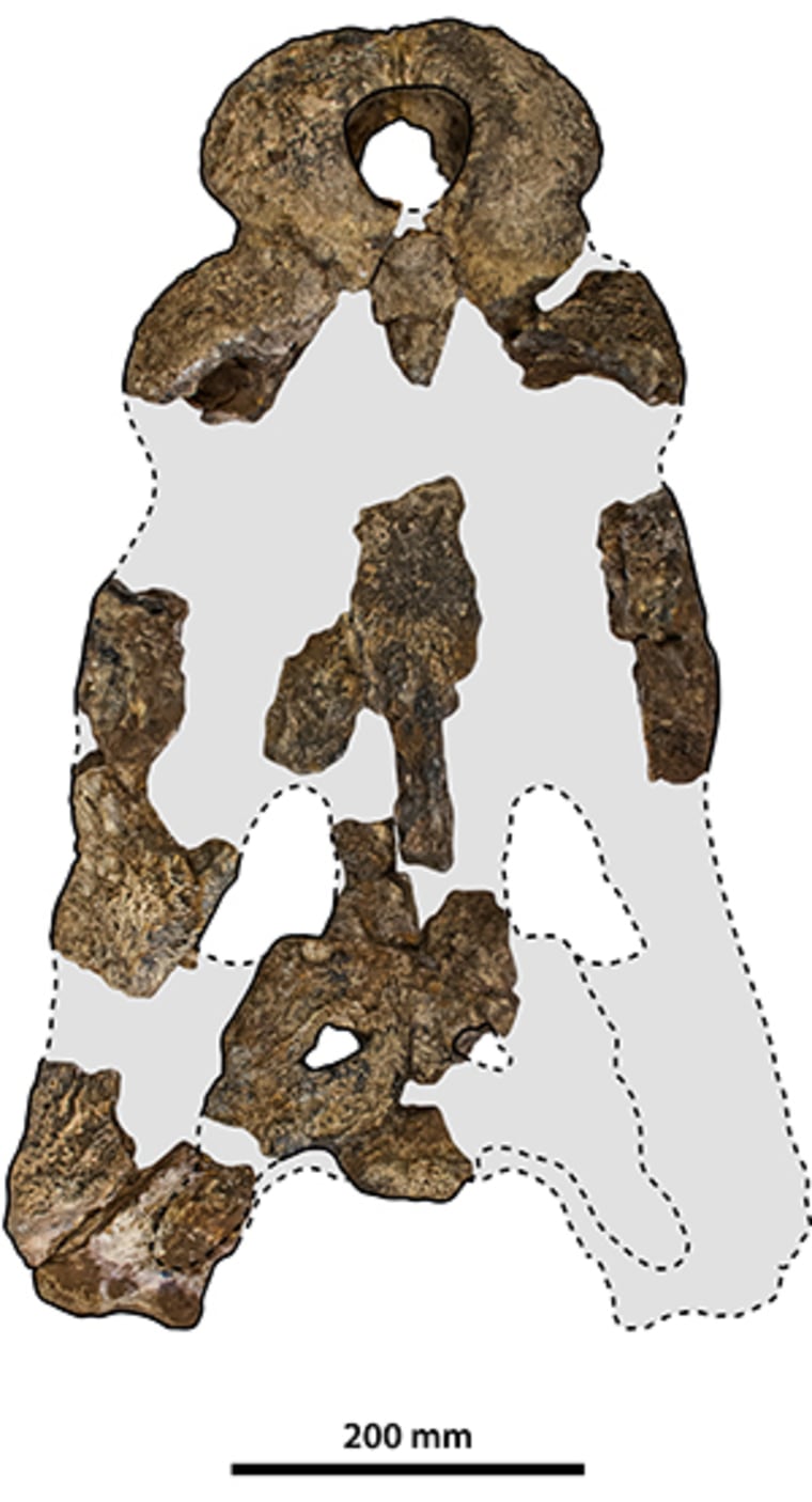 The holotype specimen of Paludirex vincenti.