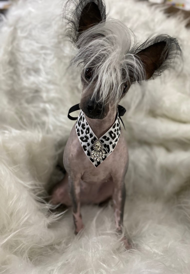 Scarlett No Haira, a 2-year-old Chinese crested, won "Wackiest Dog Name of 2020."