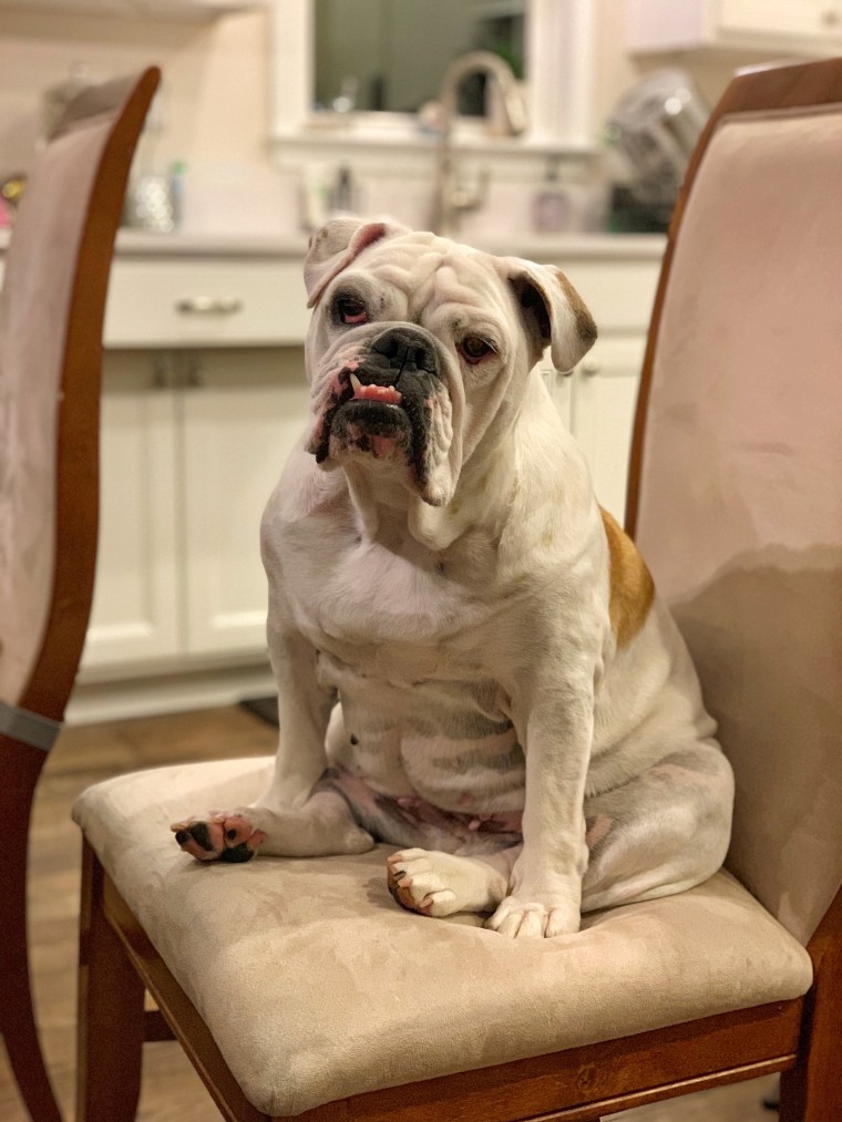 Madame Squishy Van Wrinkleface was a top 10 finalist for Wackiest Dog Names of 2020.