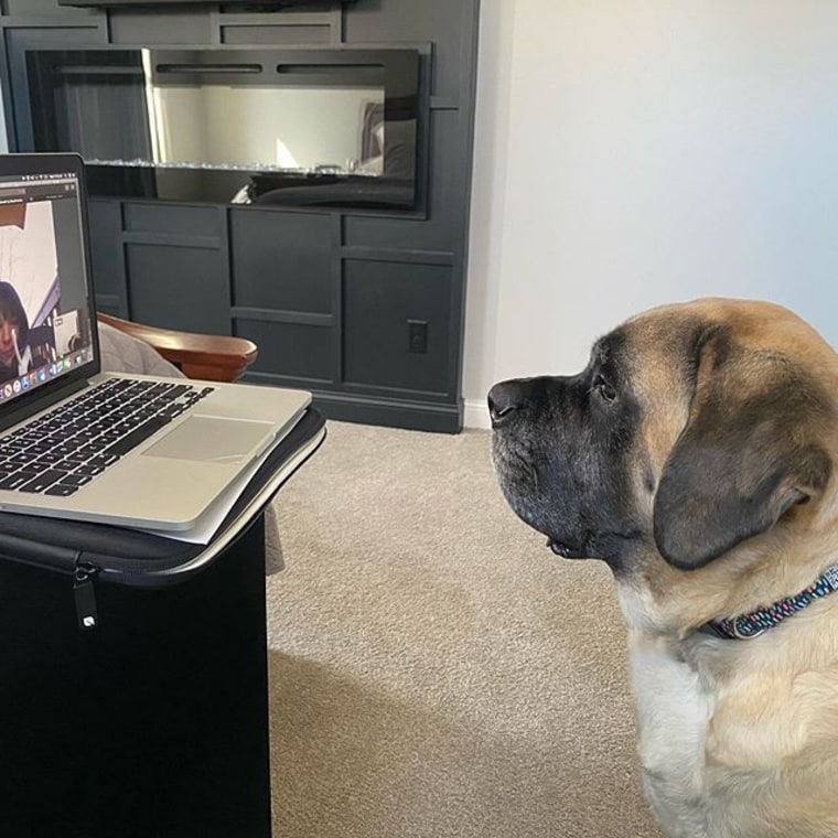 Therapy dog Lulu in a virtual visit.