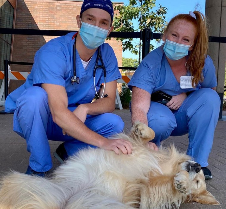 Therapy dog Zest offers a belly to healthcare workers.