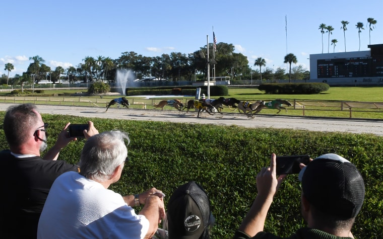 Image: Racing fans watch as greyhounds cross the finishing line