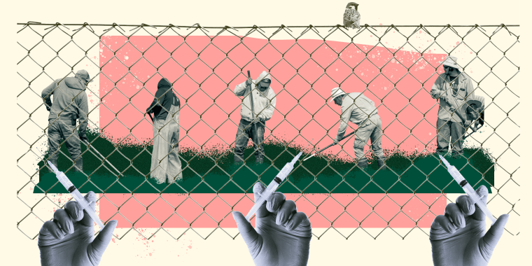 Illustration of workers working in a field behind a fence and a syringe