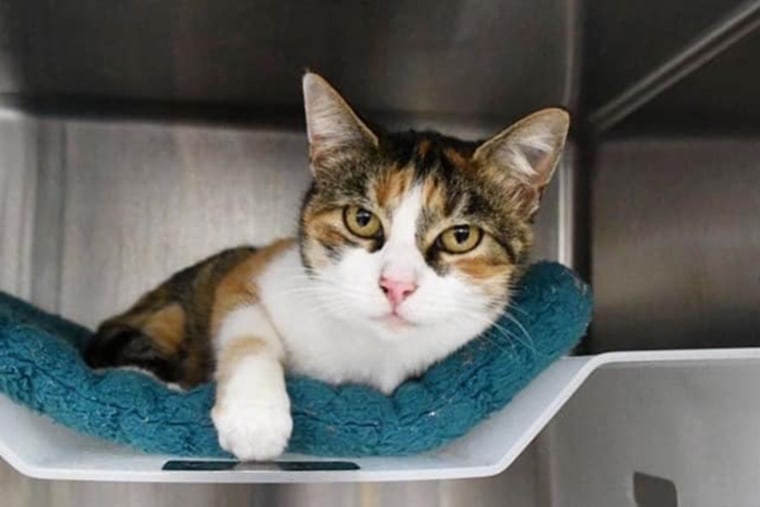 Patches, who had been missing since Jan. 9, 2018, rests at Animal Shelter Assistance Program in Santa Barbara, Calif., on Jan. 11, 2021.