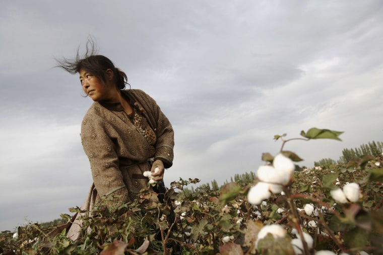 Image: A farmer picks cotton in Xinjiang.