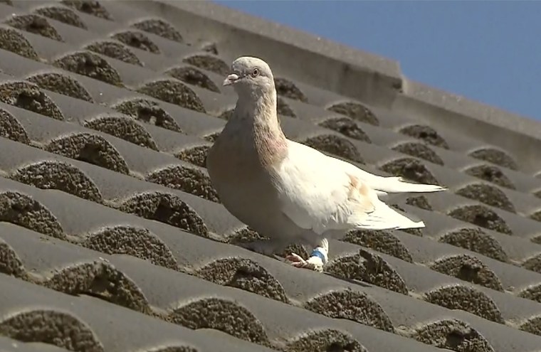 Image: A racing pigeon sits on a rooftop Wednesday, Jan. 13, 2021, in Melbourne, Australia