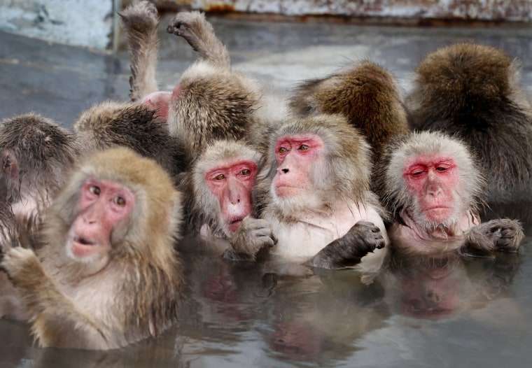 Image: Japanese macaques soak in a hot spring at the Hakodate Tropical Botanical Garden in Hakodate, Japan