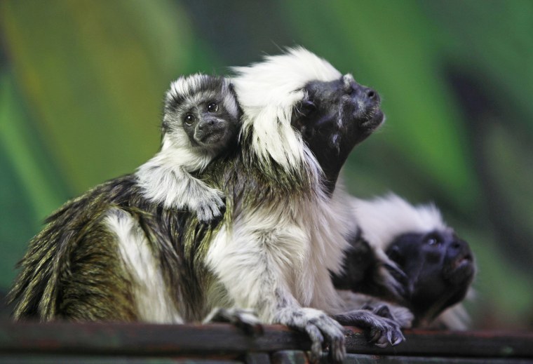 Cotton-top Tamarian monkeys
