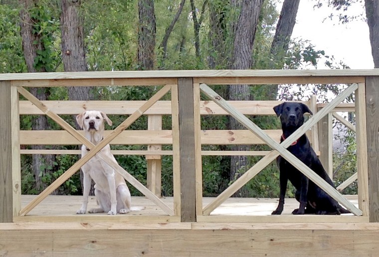 Black lab Sophie and Bailey developed a potentially fatal heart disease but eventually recovered.