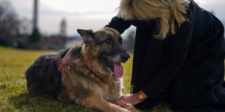 The Biden family is bringing dogs back to the White House.