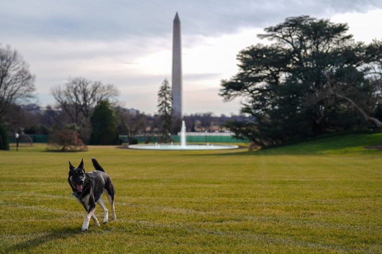 The nation's capital will become a new playground for Major and Champ.