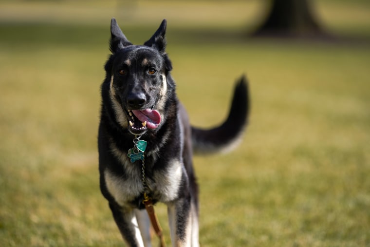 Major and Champ will add some bark to the White House.