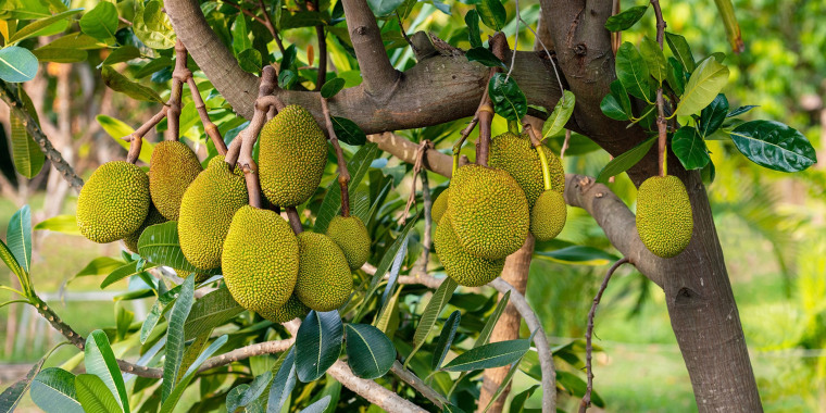 Juicy jackfruit hanging on tree