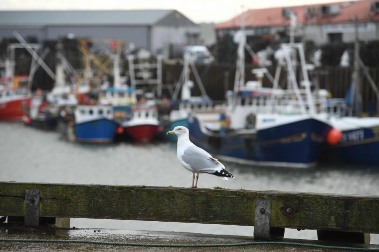 Image:A seagull looks out over moored fishing vessels in the harbour at Scarborough northeast England