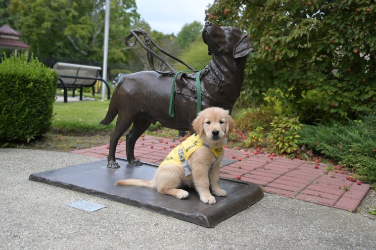 Puppy SWAP poses by a statue of an adult guide dog.