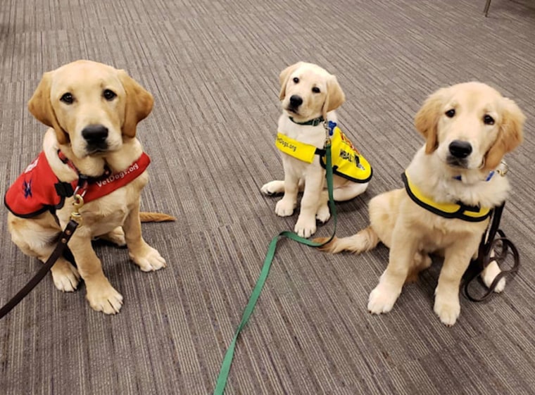 SWAP and two other guide dog puppies in training.