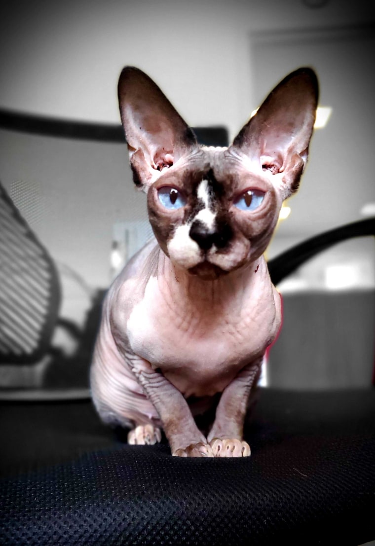 Thea, a 4-year-old Sphynx cat