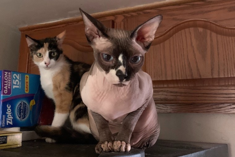 Sphynx cat Thea at home with Ginny.