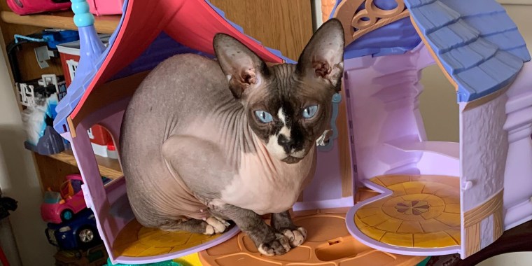 A Sphynx cat named Thea is clicker-trained to open and close her eyes, helping people relax during Zoom meditations.