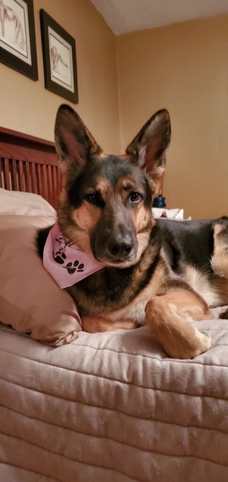 Sadie rests on the bed.