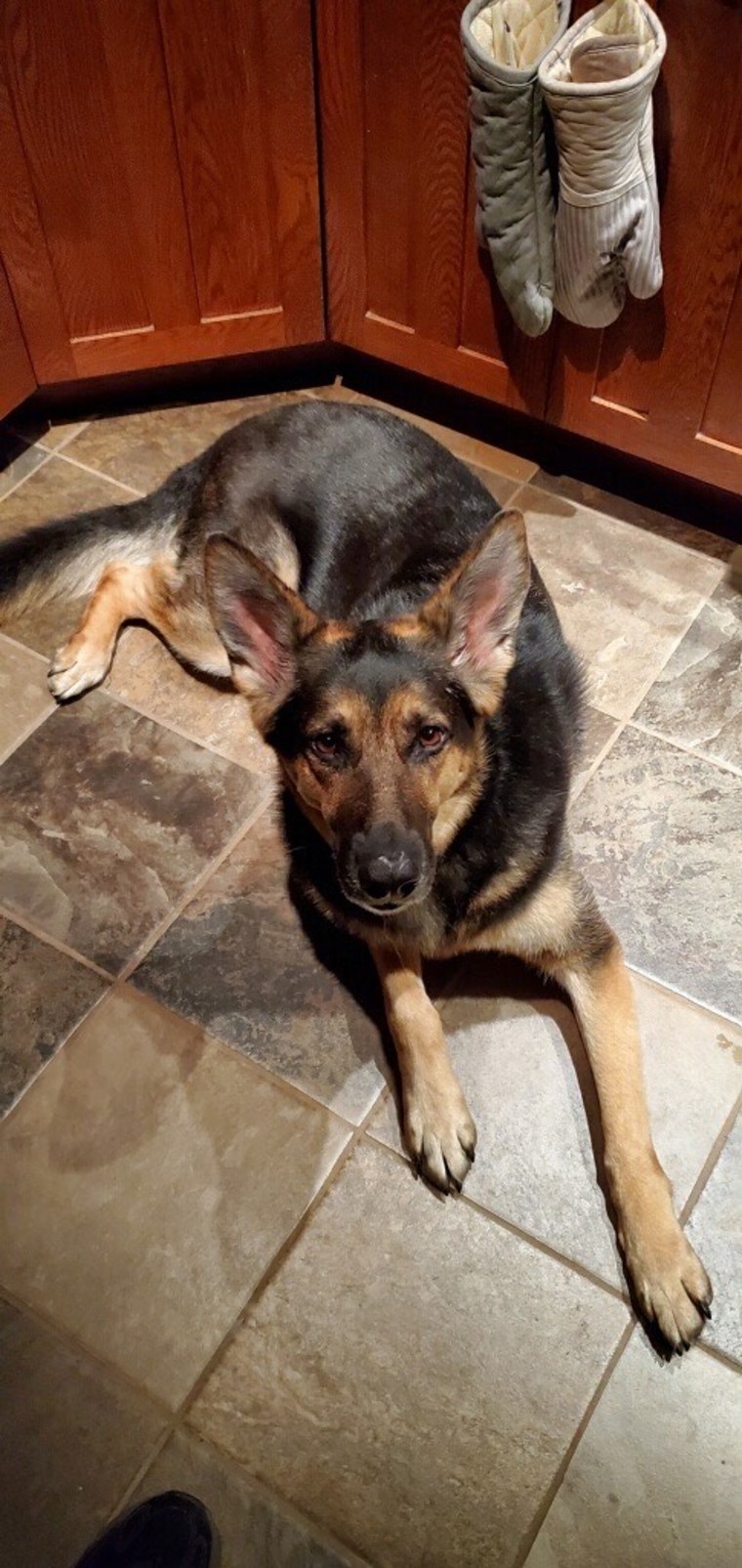 Sadie rests on the floor.